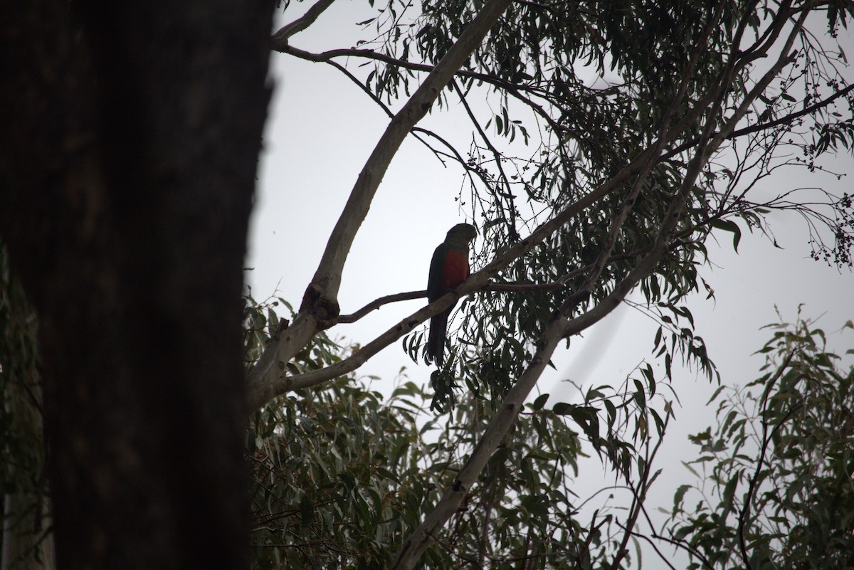 Australian King-Parrot - ML618880698