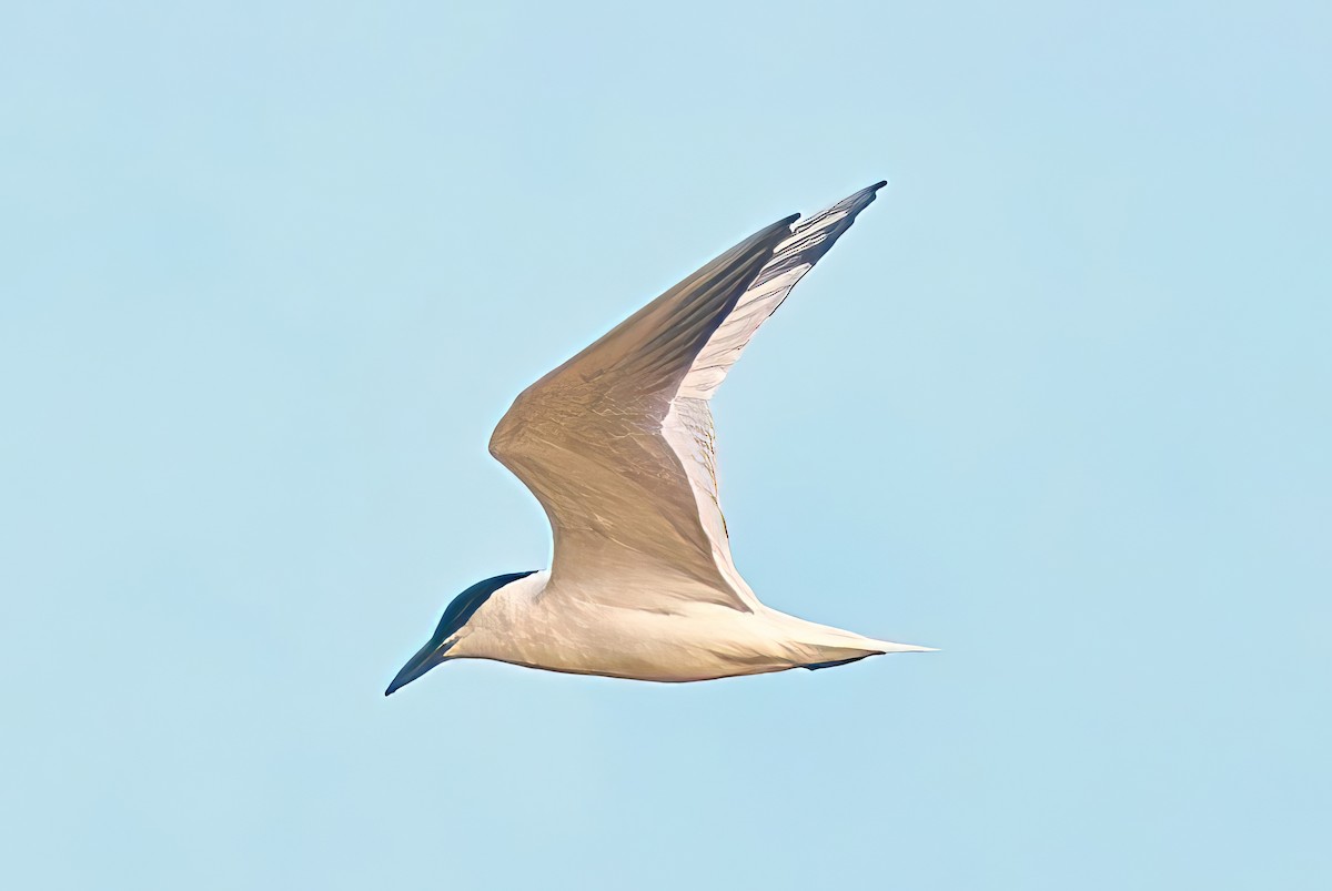 Australian Tern - Alfons  Lawen