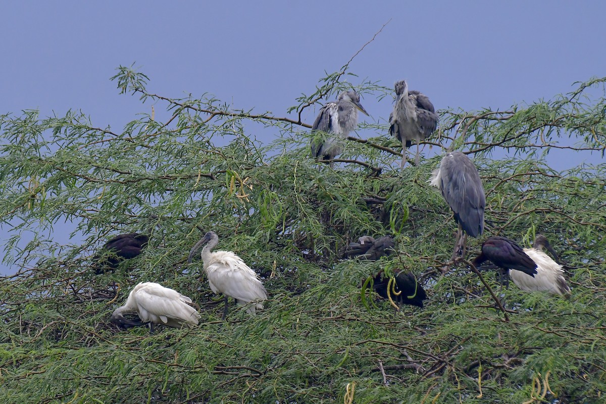 Black-headed Ibis - Sathish Ramamoorthy