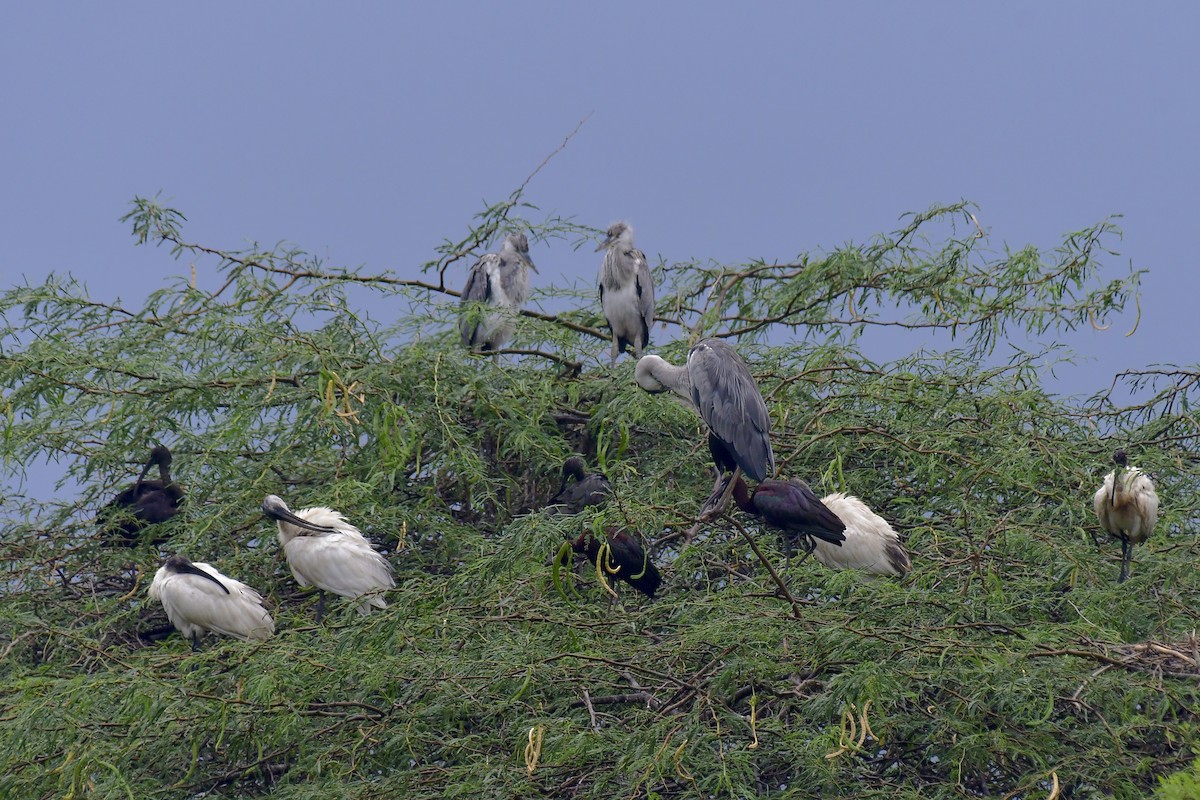 Black-headed Ibis - Sathish Ramamoorthy
