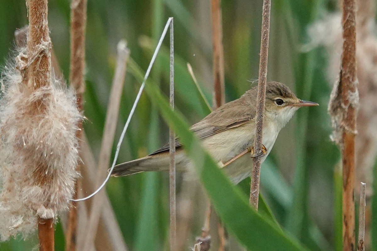 Common Reed Warbler - ML618880757