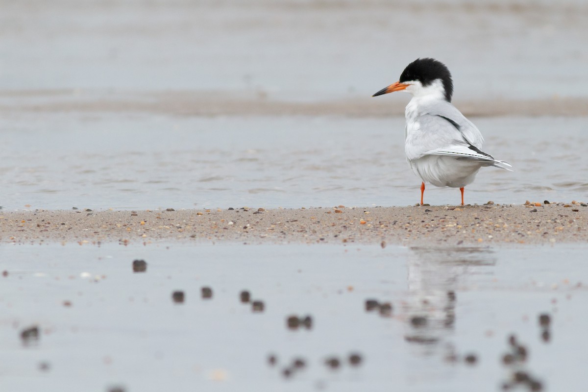 Forster's Tern - Max McCarthy