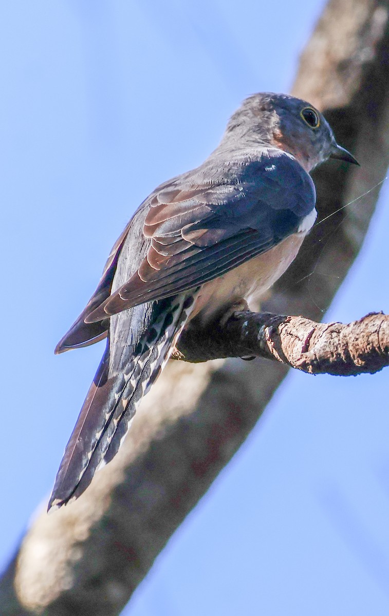 Fan-tailed Cuckoo - ML618880890