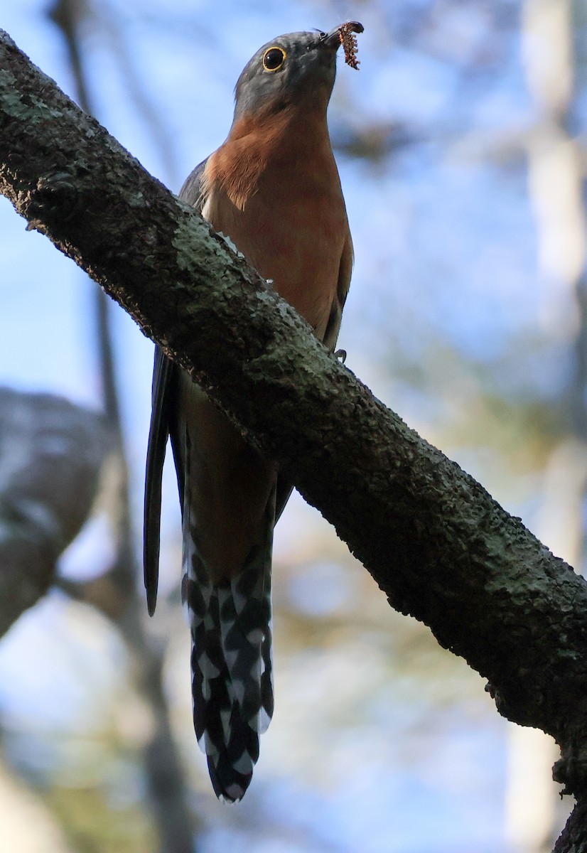 Fan-tailed Cuckoo - Sonia Boughton