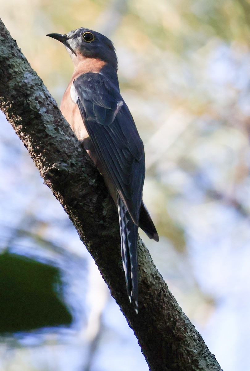 Fan-tailed Cuckoo - Sonia Boughton