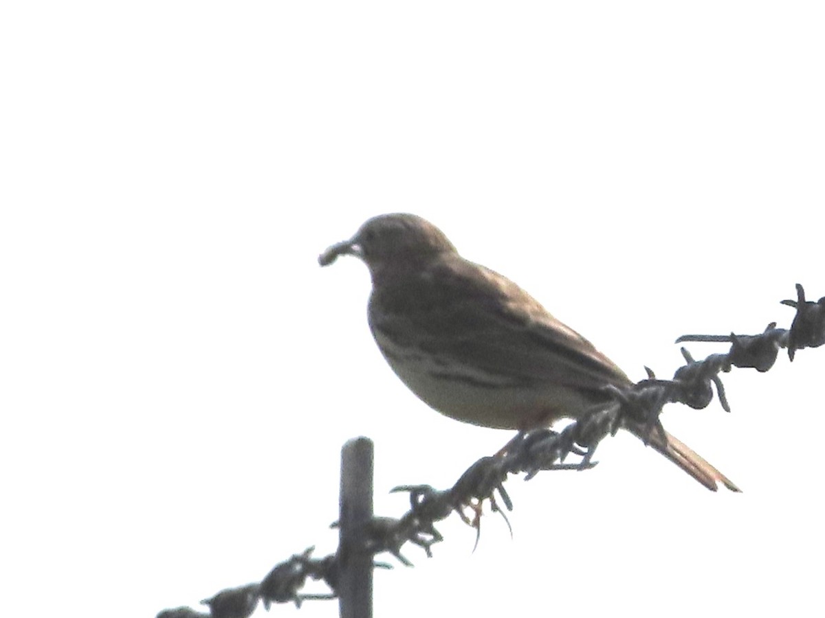Meadow Pipit - ML618880904