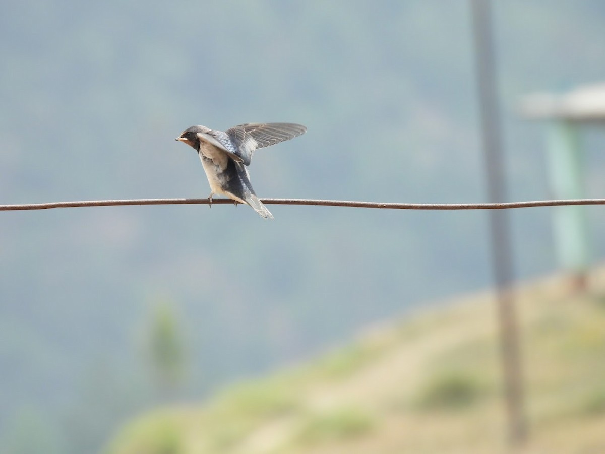 Barn Swallow - Vidur Osuri