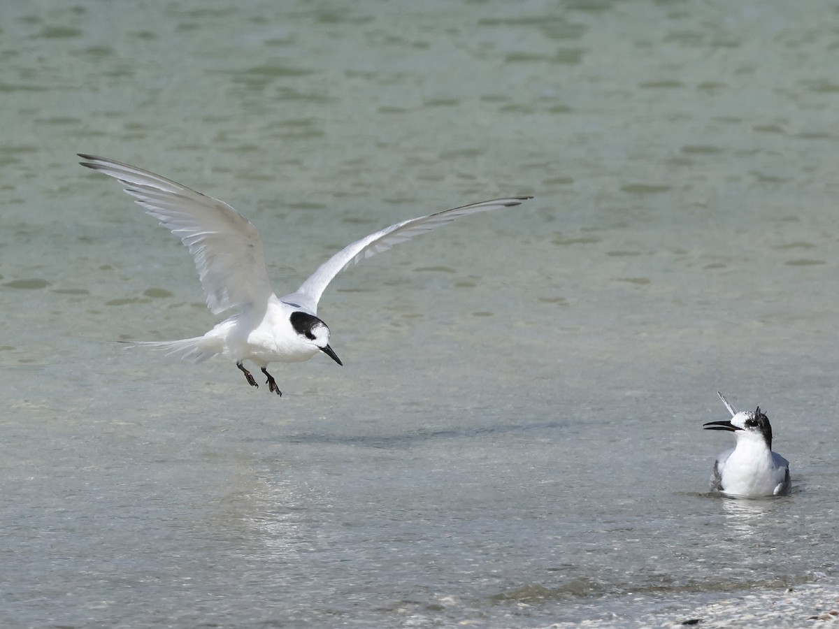 White-fronted Tern - ML618880950