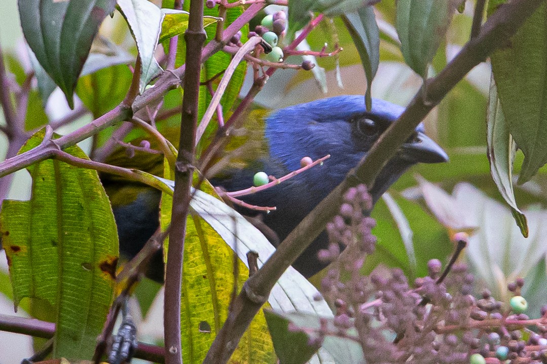 Blue-capped Tanager - ML618880956