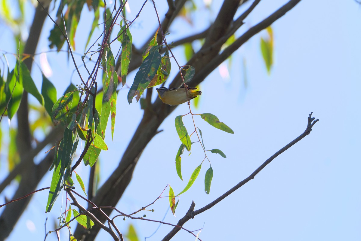 Spotted Pardalote - ML618880970