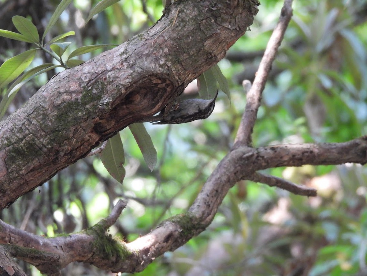 Bar-tailed Treecreeper - Vidur Osuri
