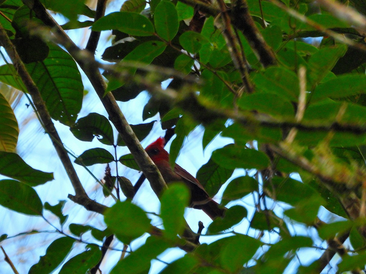 Crested Ant-Tanager - ML618880991
