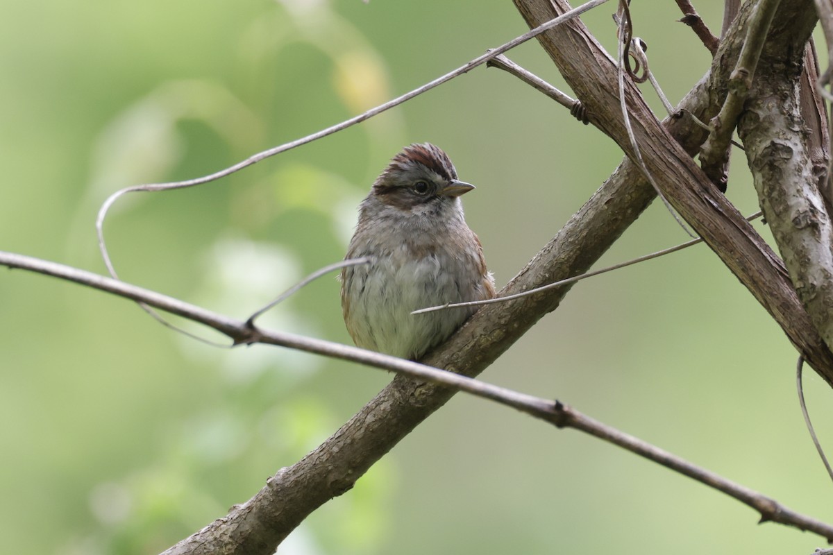 Swamp Sparrow - Bert Harris