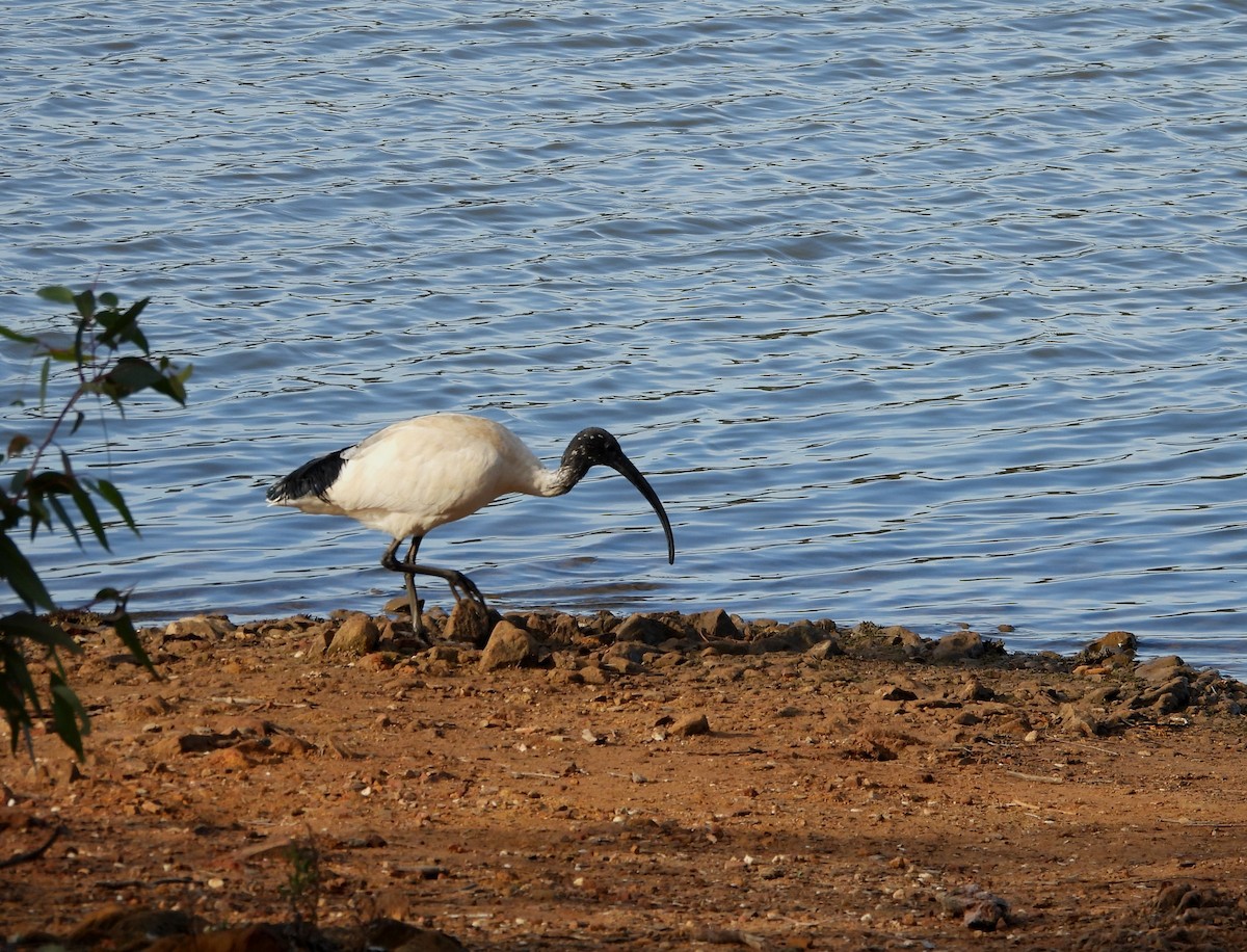 ibis australský - ML618881025