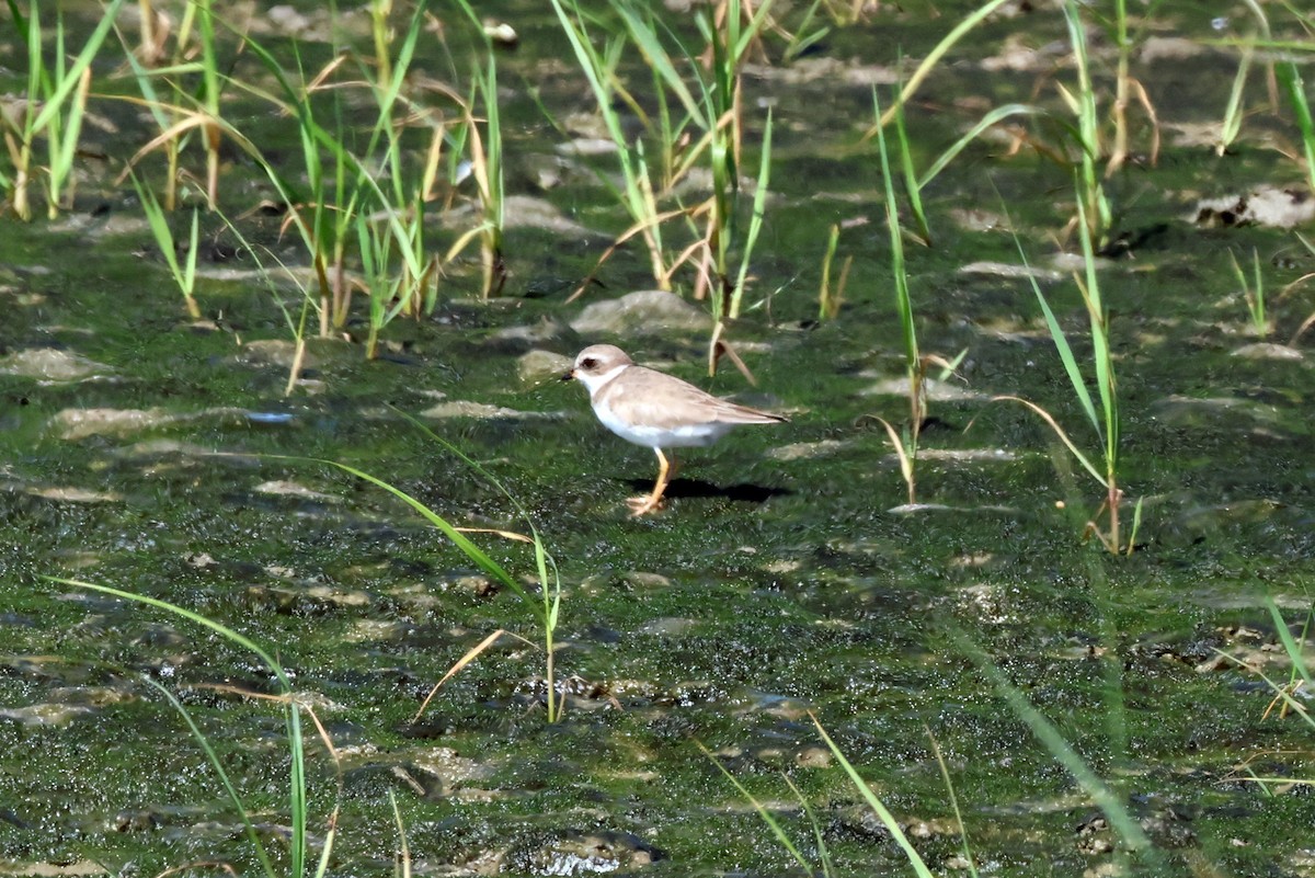 Piping Plover - ML618881048