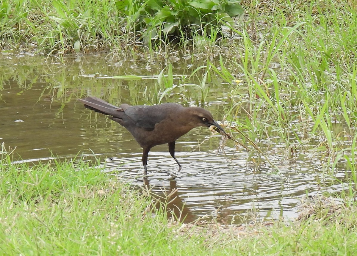Great-tailed Grackle - ML618881053