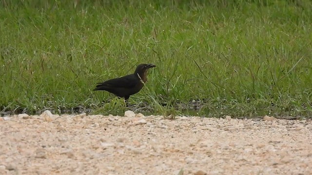 Great-tailed Grackle - ML618881066