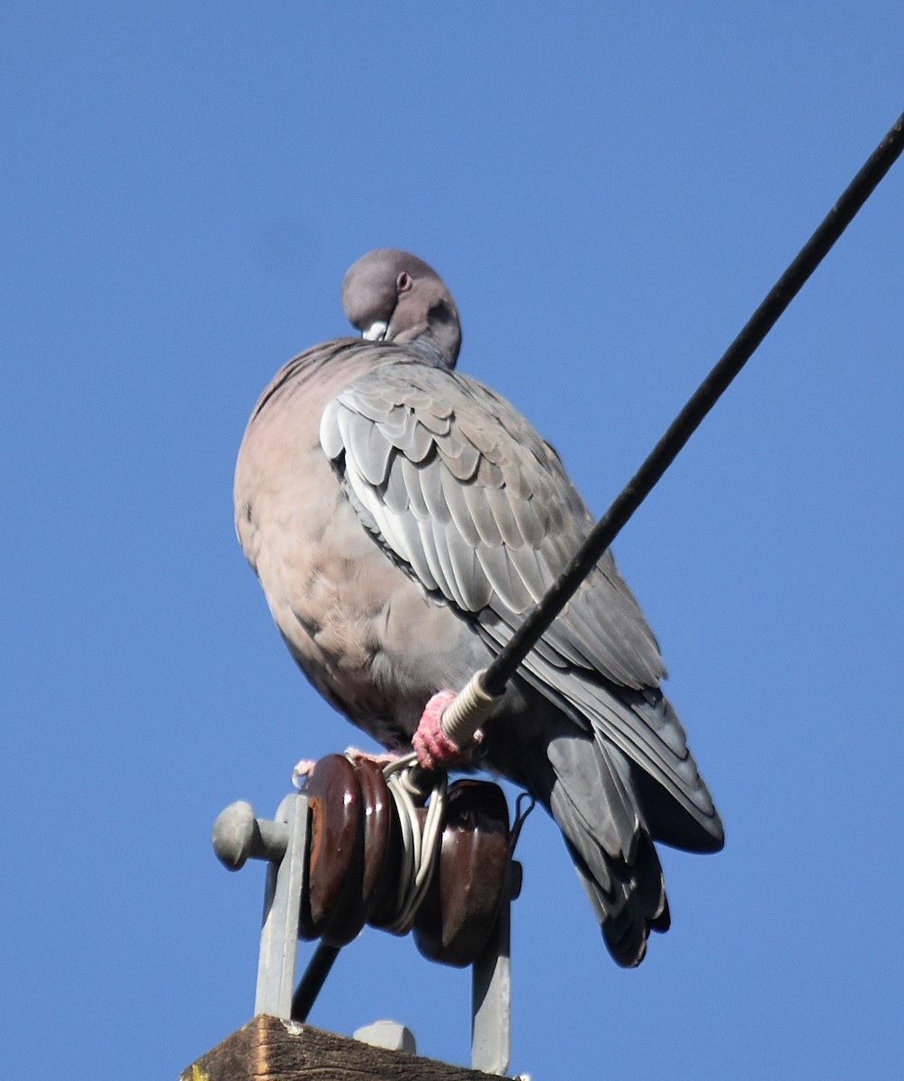 Picazuro Pigeon - andres ebel