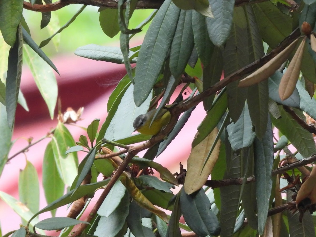 Gray-hooded Warbler - Vidur Osuri