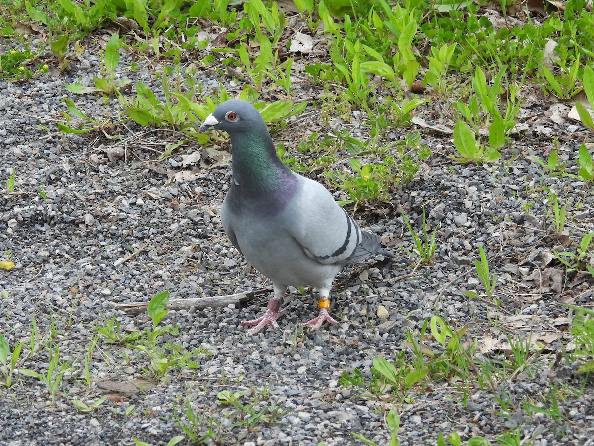 Rock Pigeon (Feral Pigeon) - Bill Blauvelt