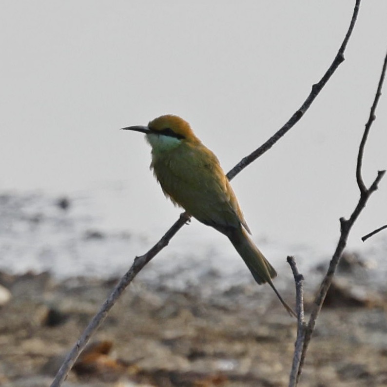 Asian Green Bee-eater - ML618881155