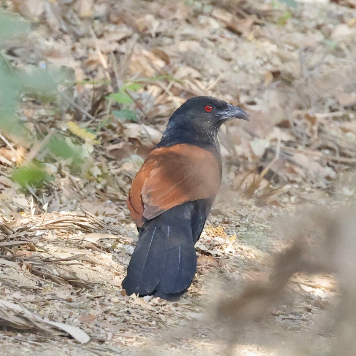 Greater Coucal - ML618881179