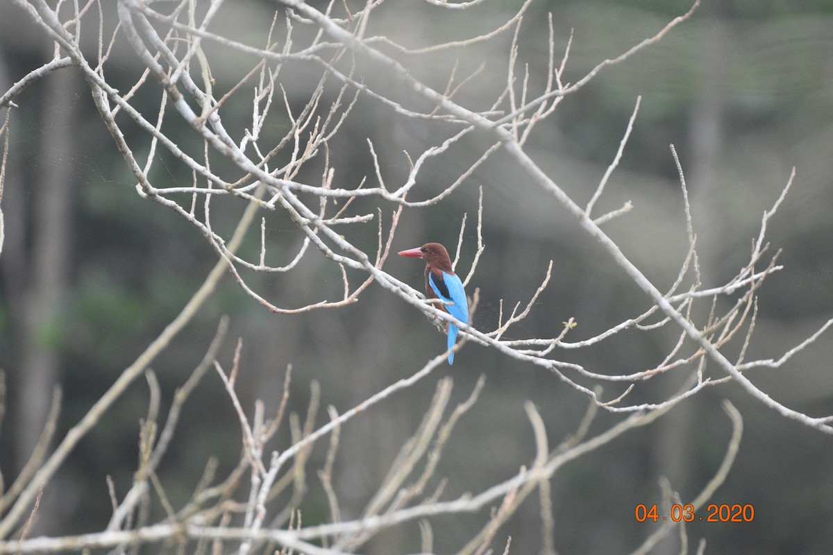 White-throated Kingfisher - Hitomi Ward