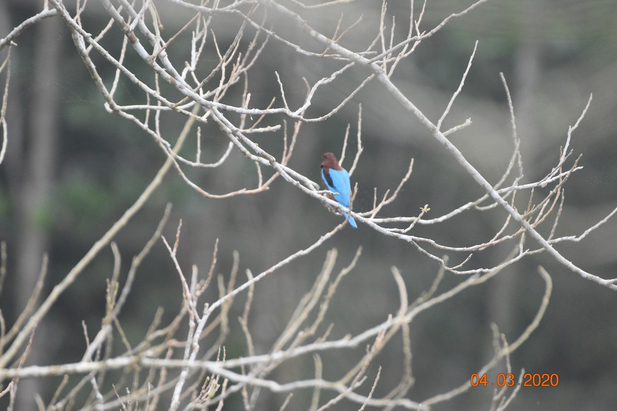 White-throated Kingfisher - Hitomi Ward