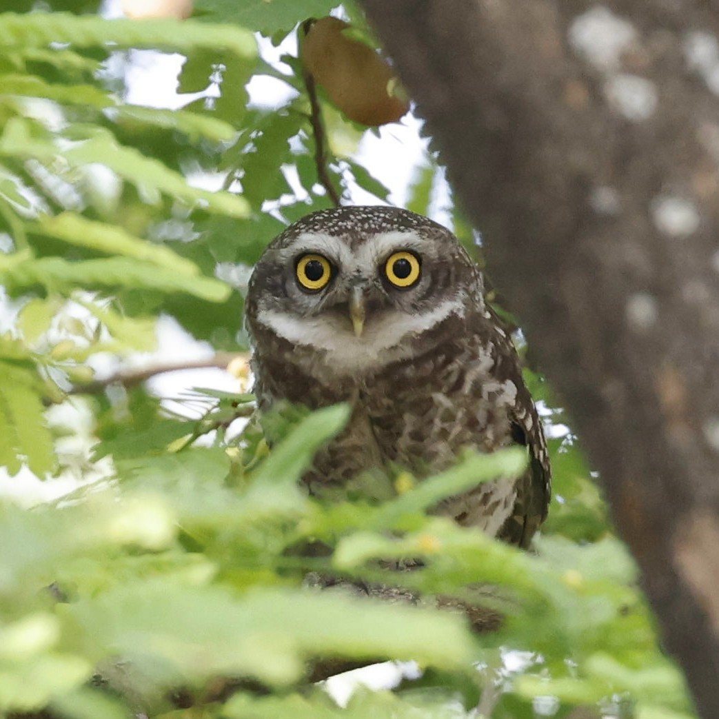 Spotted Owlet - ML618881224
