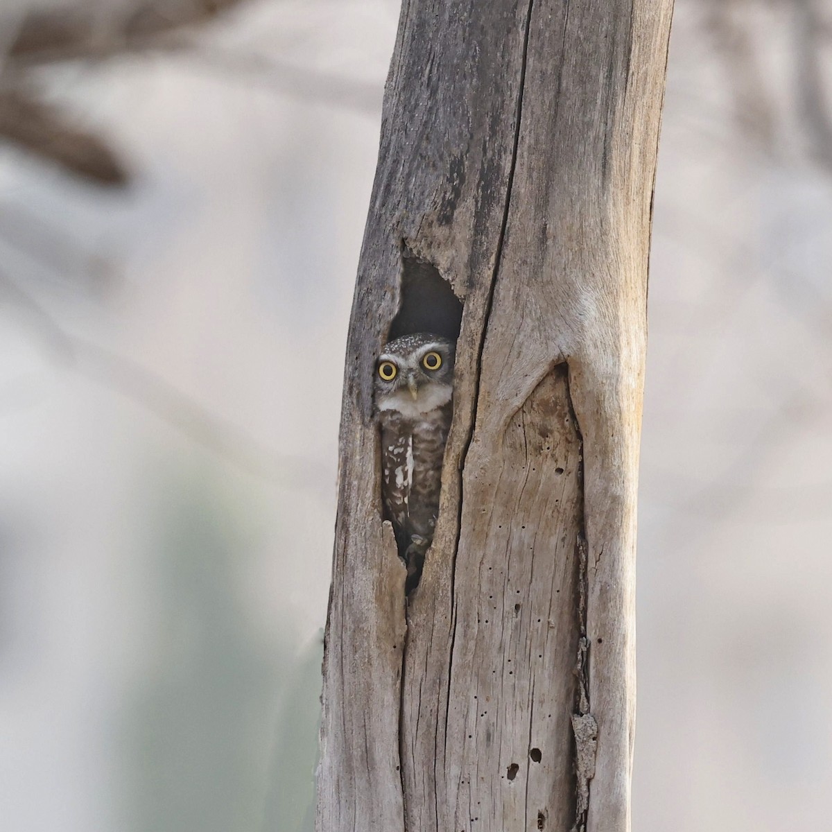 Spotted Owlet - Steve Mannix