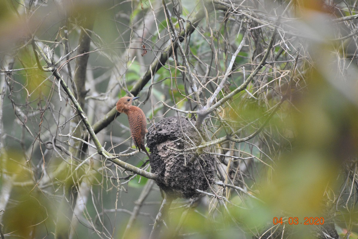 Rufous Woodpecker - ML618881226