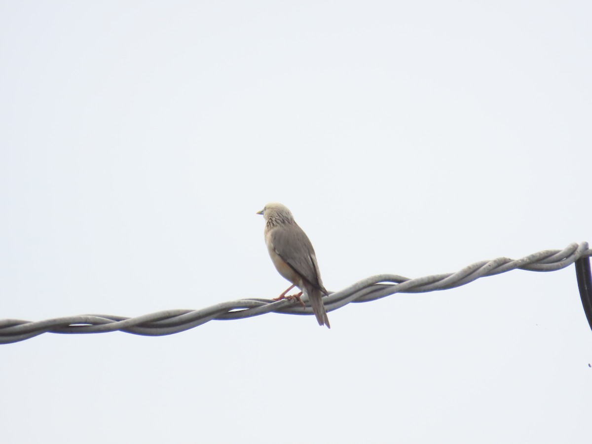 Chestnut-tailed Starling - ML618881264
