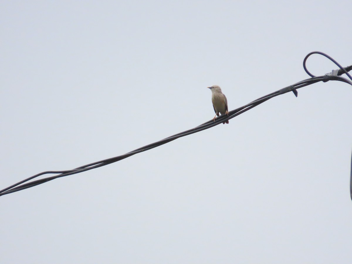 Chestnut-tailed Starling - ML618881267