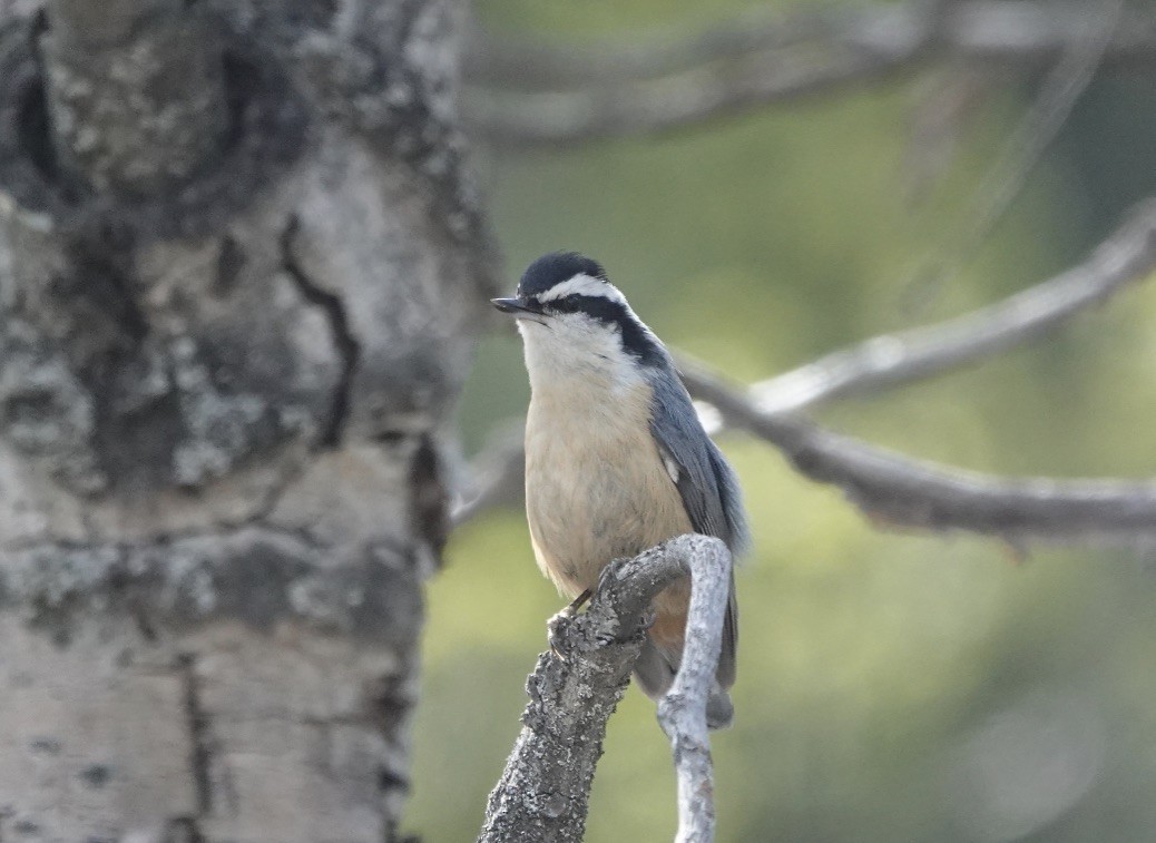 Red-breasted Nuthatch - Michael Leven