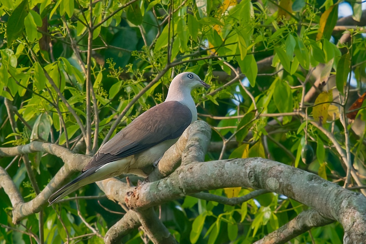 Mountain Imperial-Pigeon - ML618881294