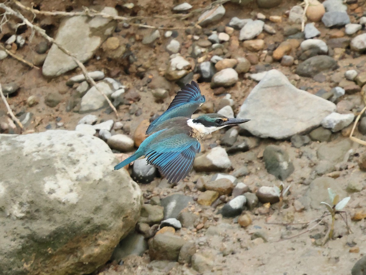 Sacred Kingfisher - Mark Newsome