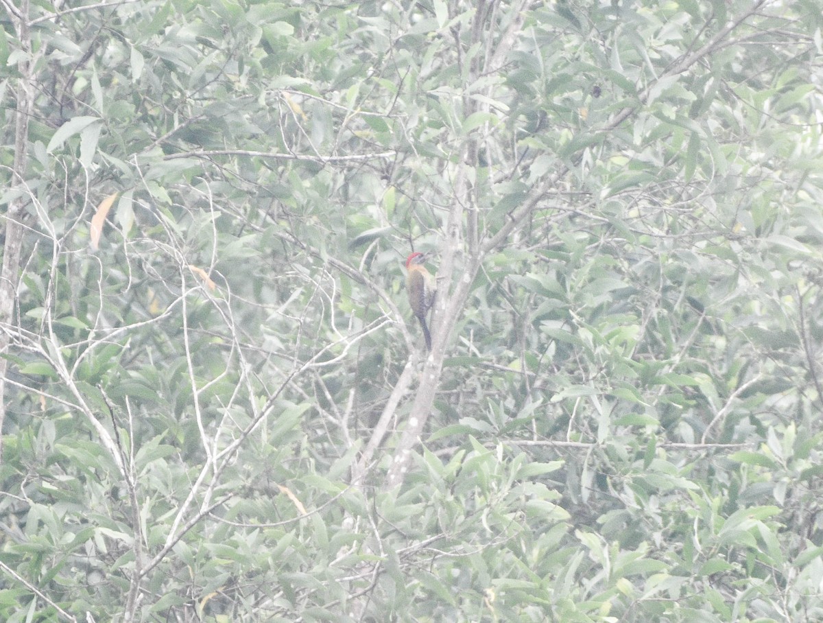 Laced Woodpecker - ML618881316
