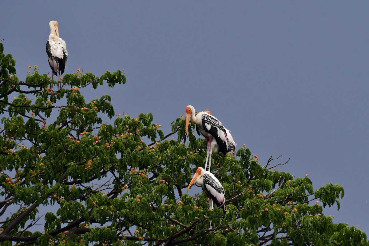 Painted Stork - Sathish Ramamoorthy