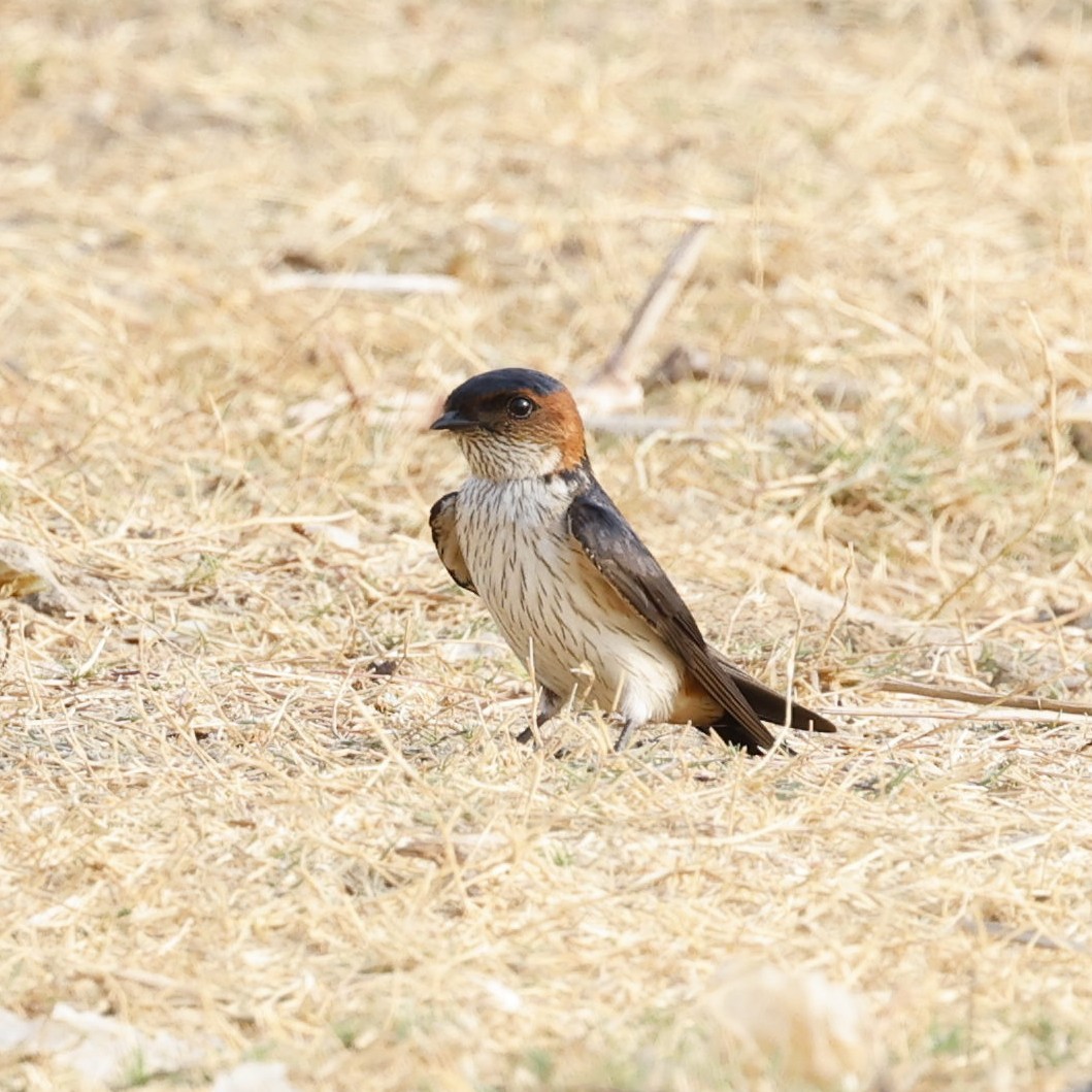 Red-rumped Swallow - ML618881320