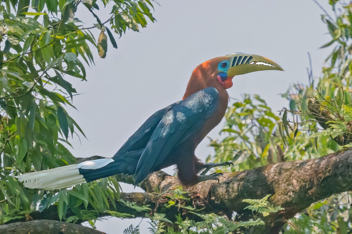Rufous-necked Hornbill - Rajkumar Das