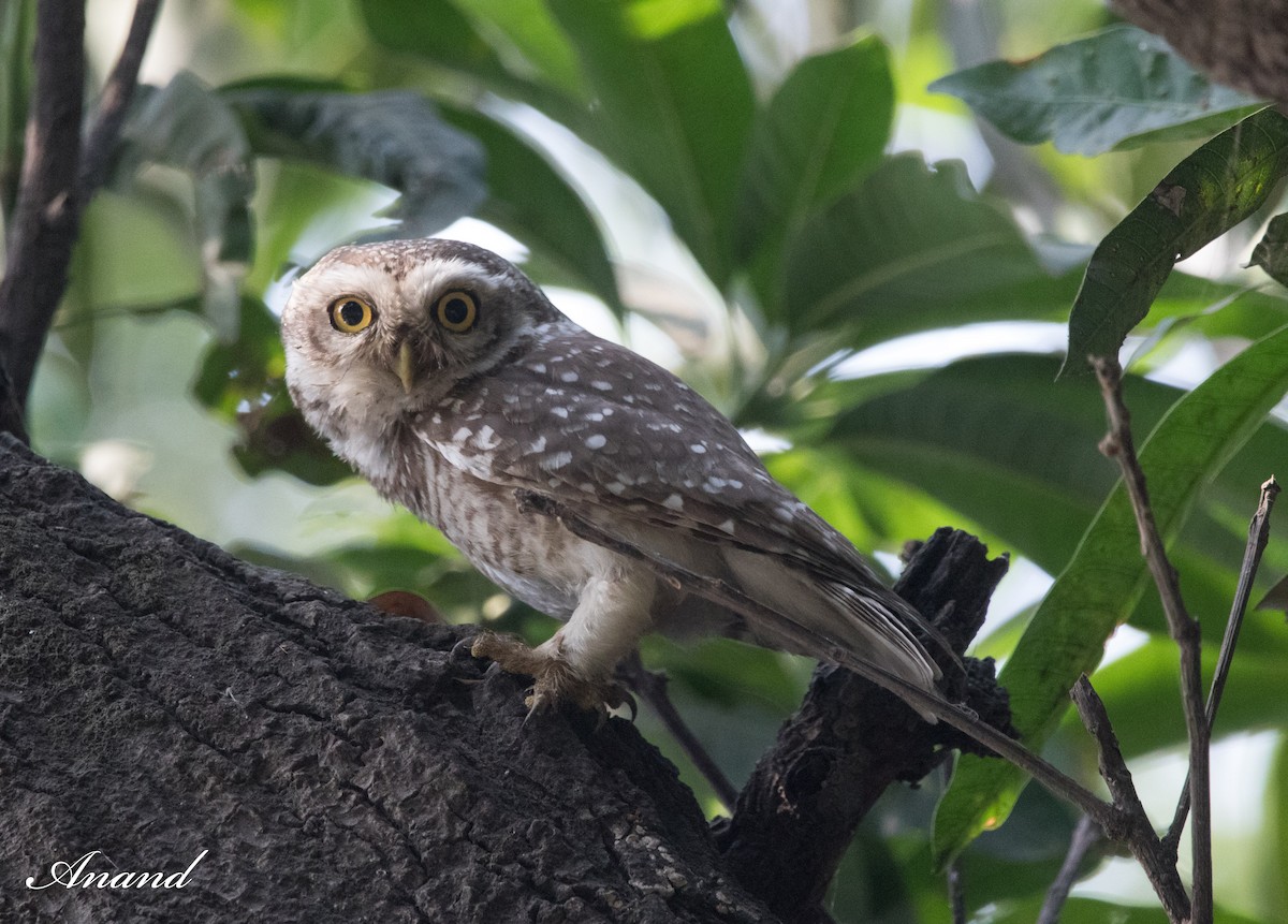 Spotted Owlet - ML618881332
