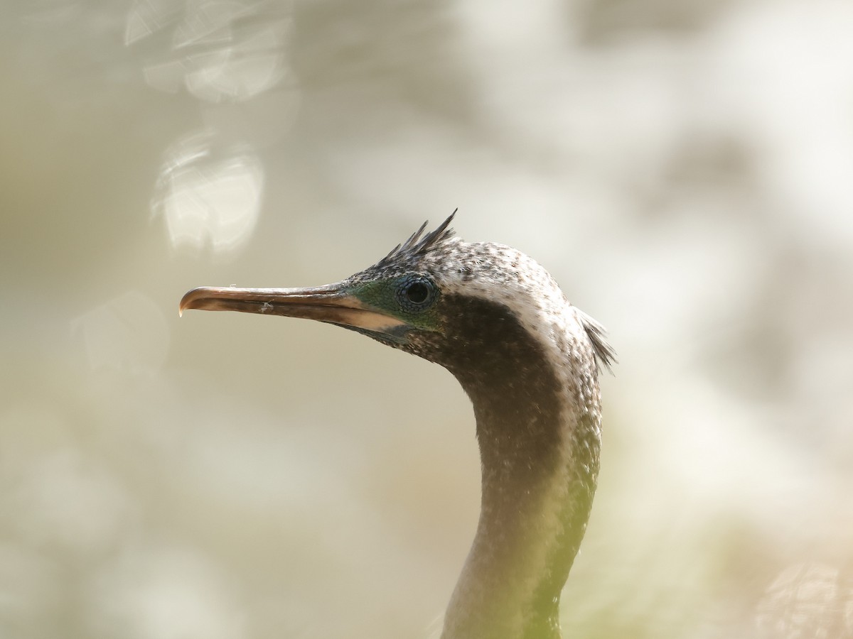 Spotted Shag - ML618881333