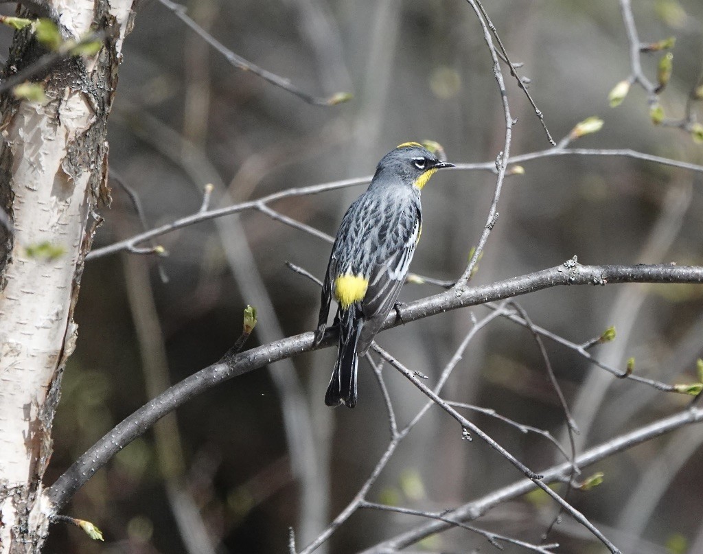 Yellow-rumped Warbler (Audubon's) - Michael Leven