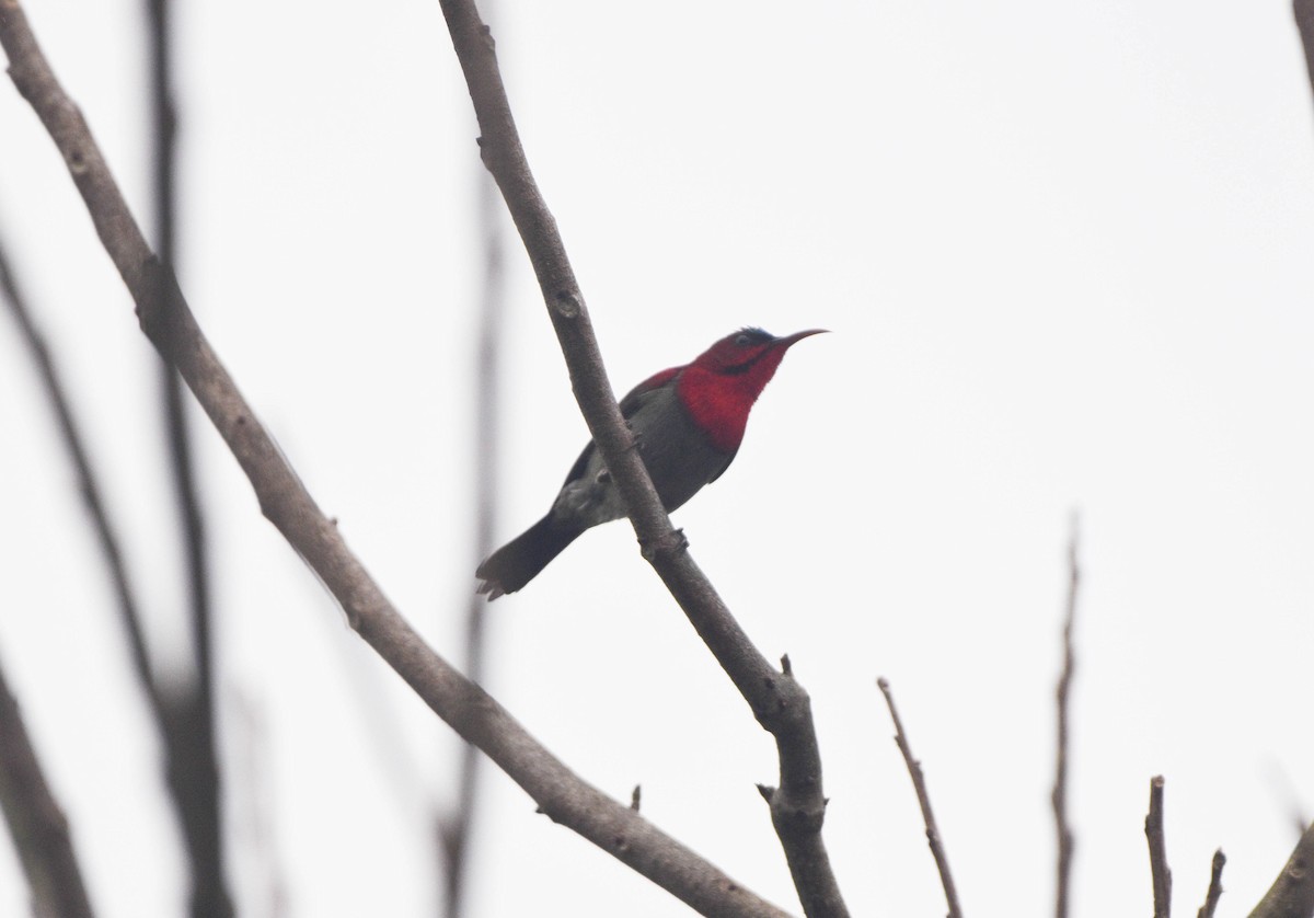 Crimson Sunbird - ML618881387