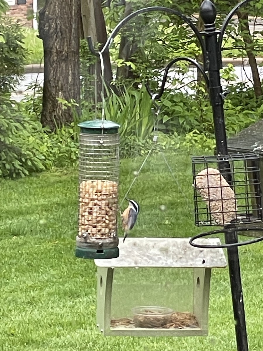 Red-breasted Nuthatch - Marilyn Rohr