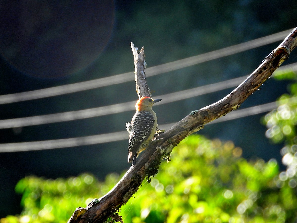Red-crowned Woodpecker - Jairo Hernán Céspedes López