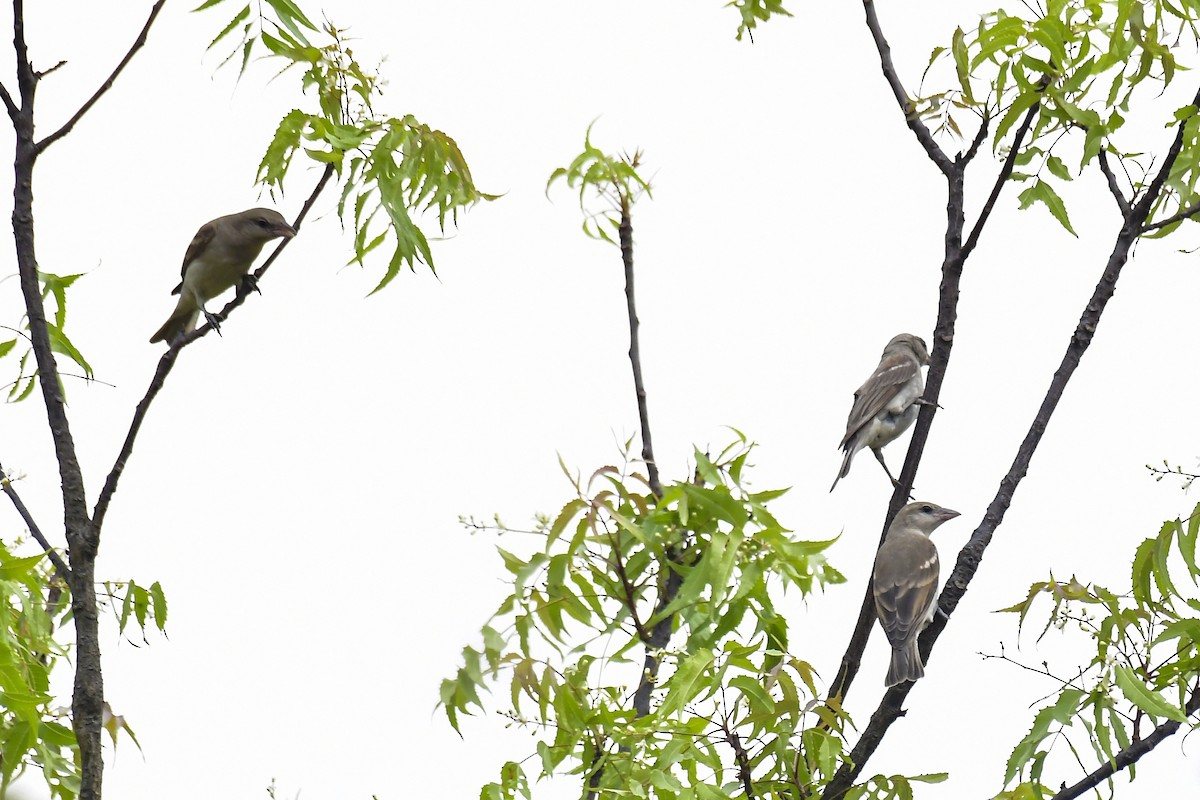 Yellow-throated Sparrow - Sathish Ramamoorthy