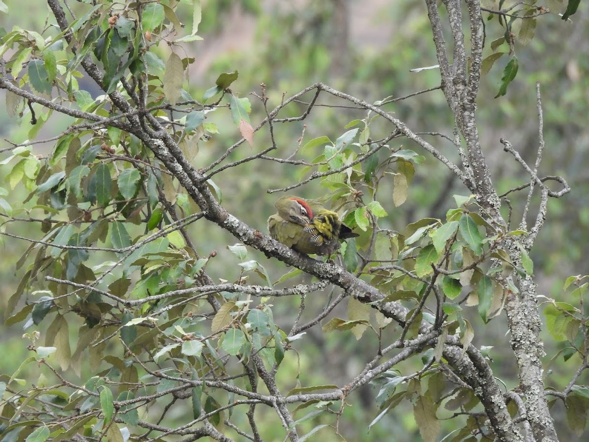Scaly-bellied Woodpecker - ML618881559