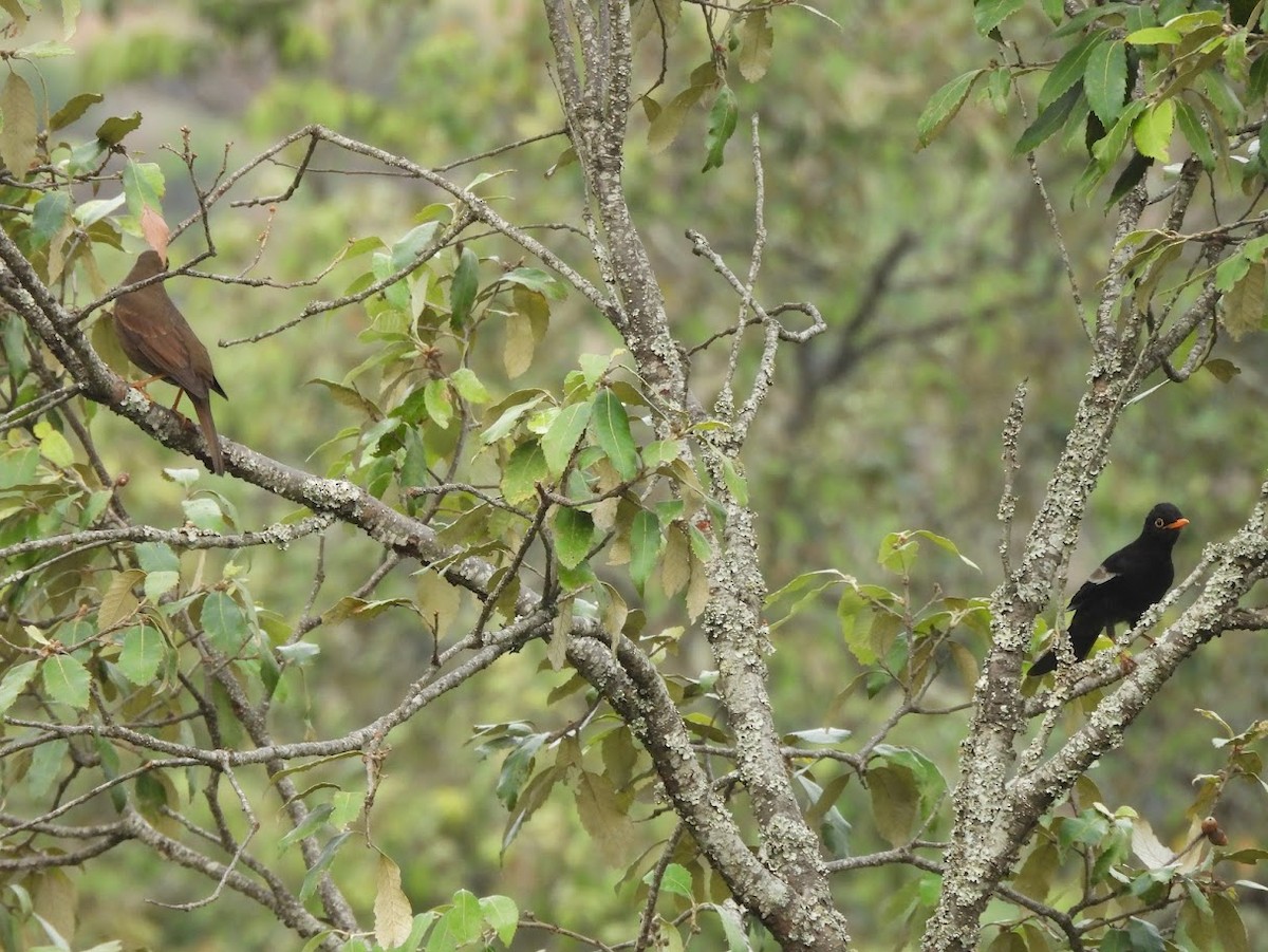 Gray-winged Blackbird - Vidur Osuri
