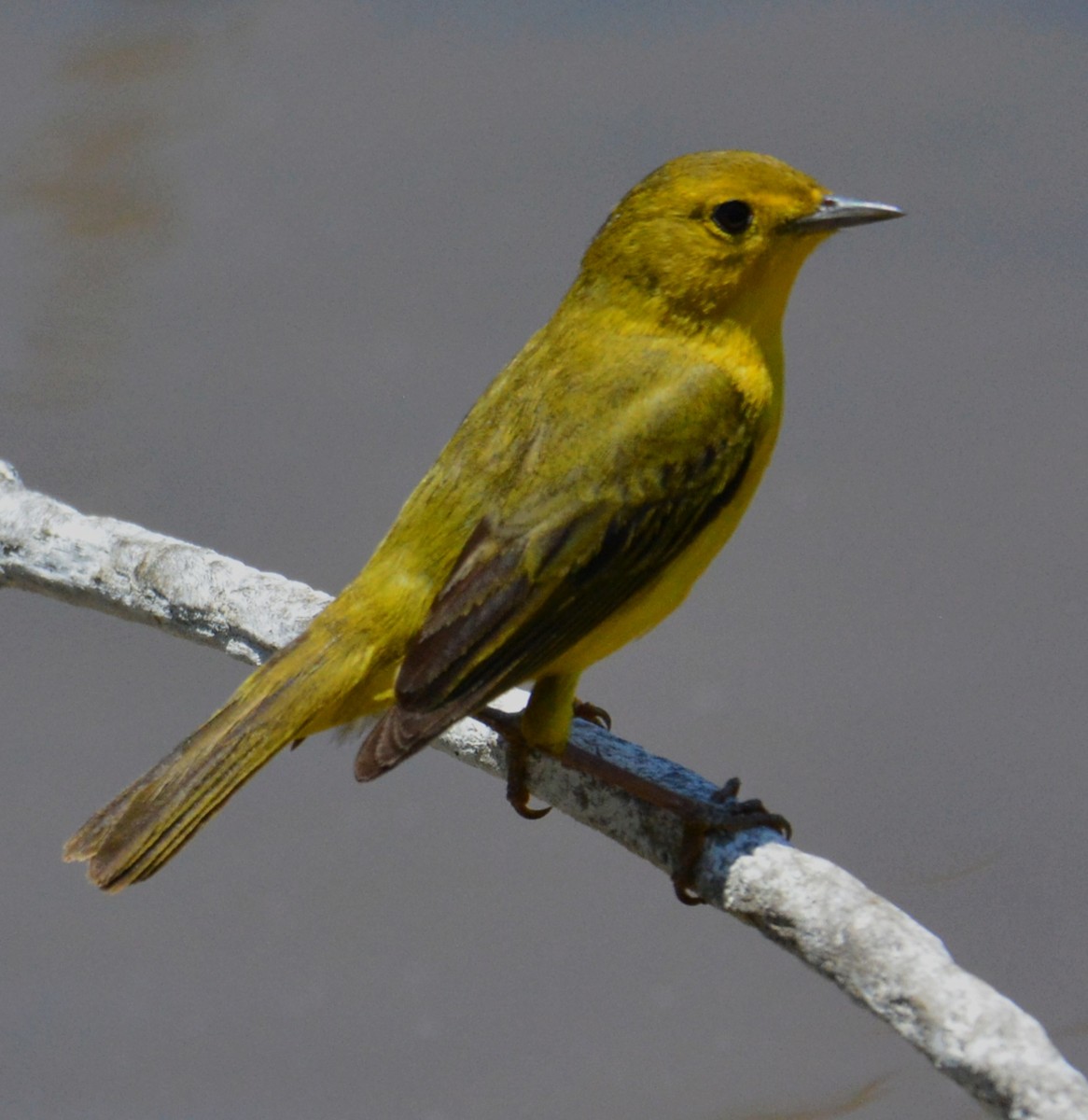 Yellow Warbler - Wency Rosales